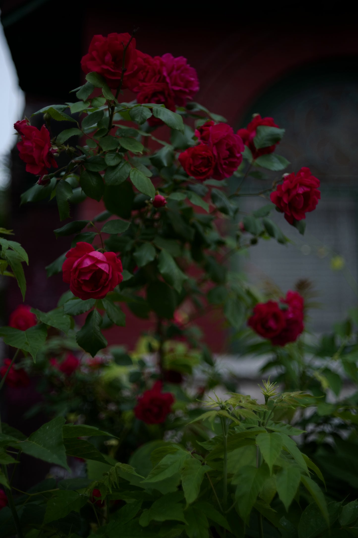 Light Lens Lab 50mm f/1.2 ASPH "1966"