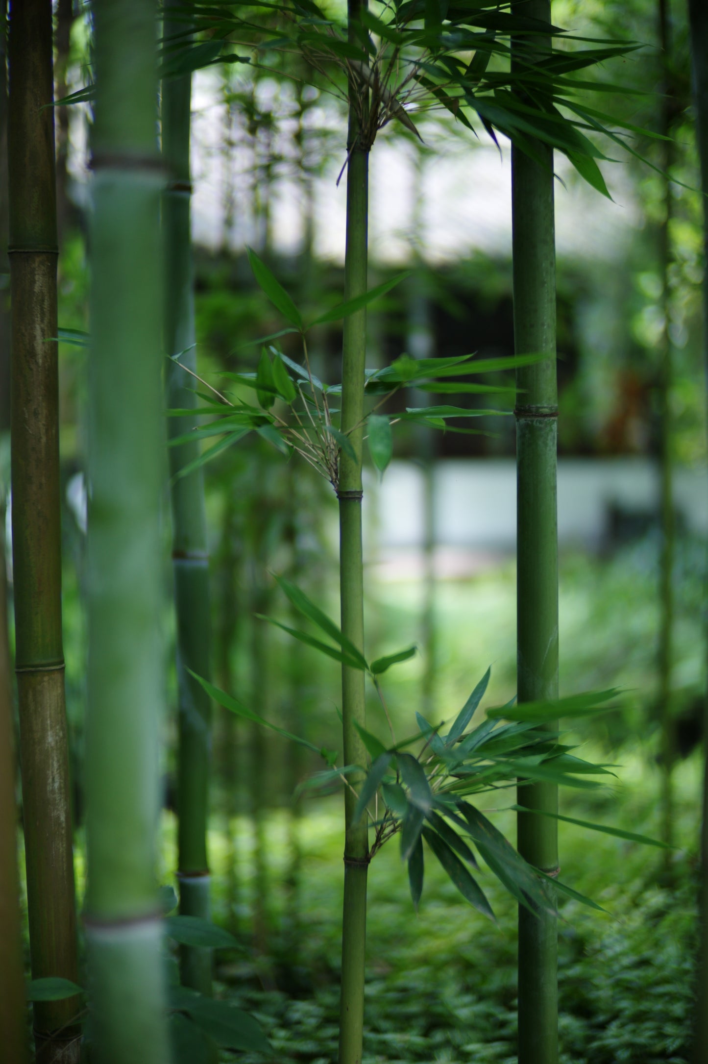 Taken at f/1.2