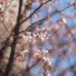 Light Lens Lab 75mm f/1.5 "Z21"