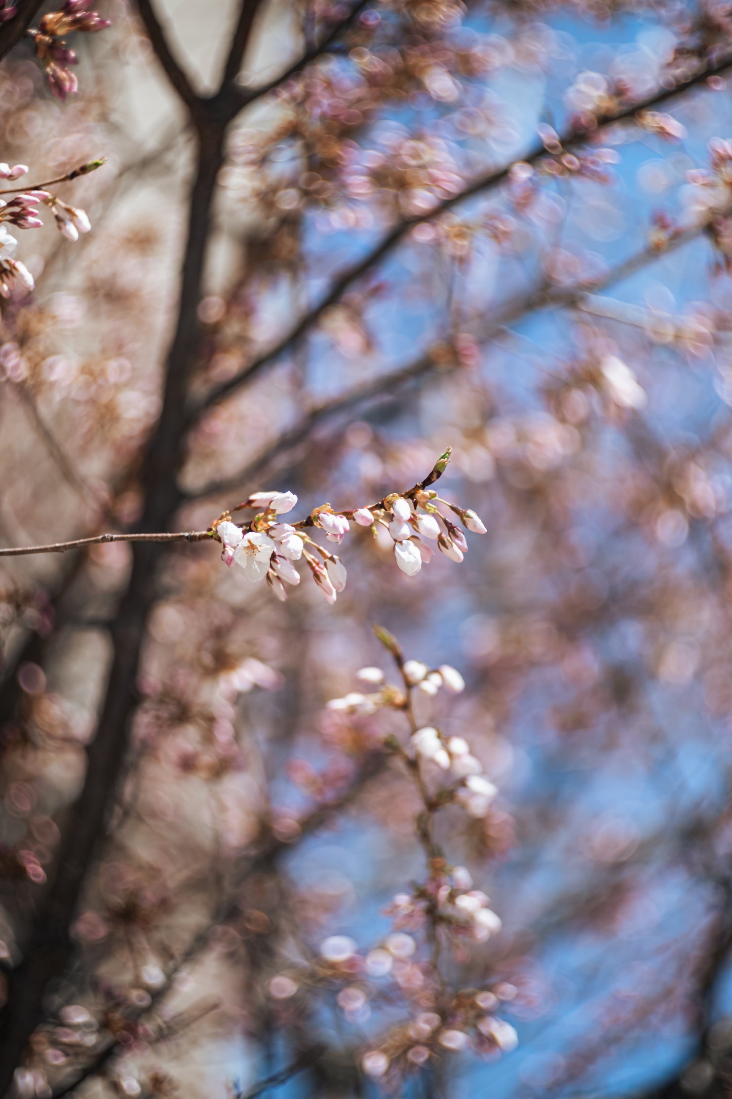 Light Lens Lab 75mm f/1.5 "Z21"