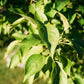 Light Lens Lab 35mm f/2 “Apochromatic”