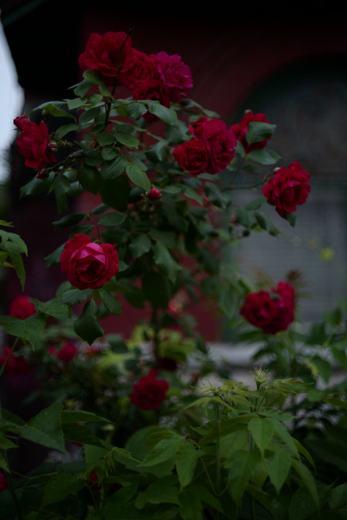 Light Lens Lab 50mm f/1.2 ASPH "1966"
