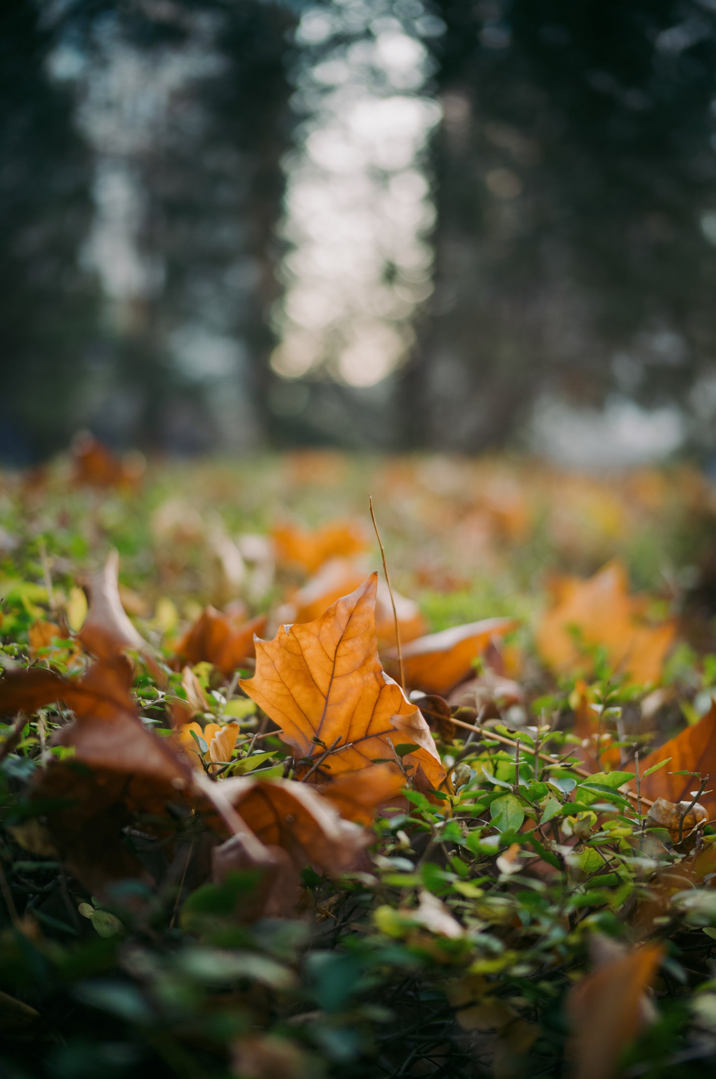 Light Lens Lab 35mm f/1.4 Aspherical  Light Lens Lab 11873 lens  35mm f/1.4 Aspherical Leica M mount, Light Lens Lab 35mm f/1.4 lens preorder  Light Lens Lab 35mm f/1.4 release date  Best 35mm lens for Leica M cameras  35mm f/1.4 aspherical optical design  Double aspherical 35mm lens, Light Lens Lab lenses  Light Lens Lab official site  Light Lens Lab optics  Light Lens Lab Leica M lenses  Light Lens Lab camera lenses, M-mount lenses  Rangefinder camera lenses  Leica M compatible lenses  Vintage-style M mou