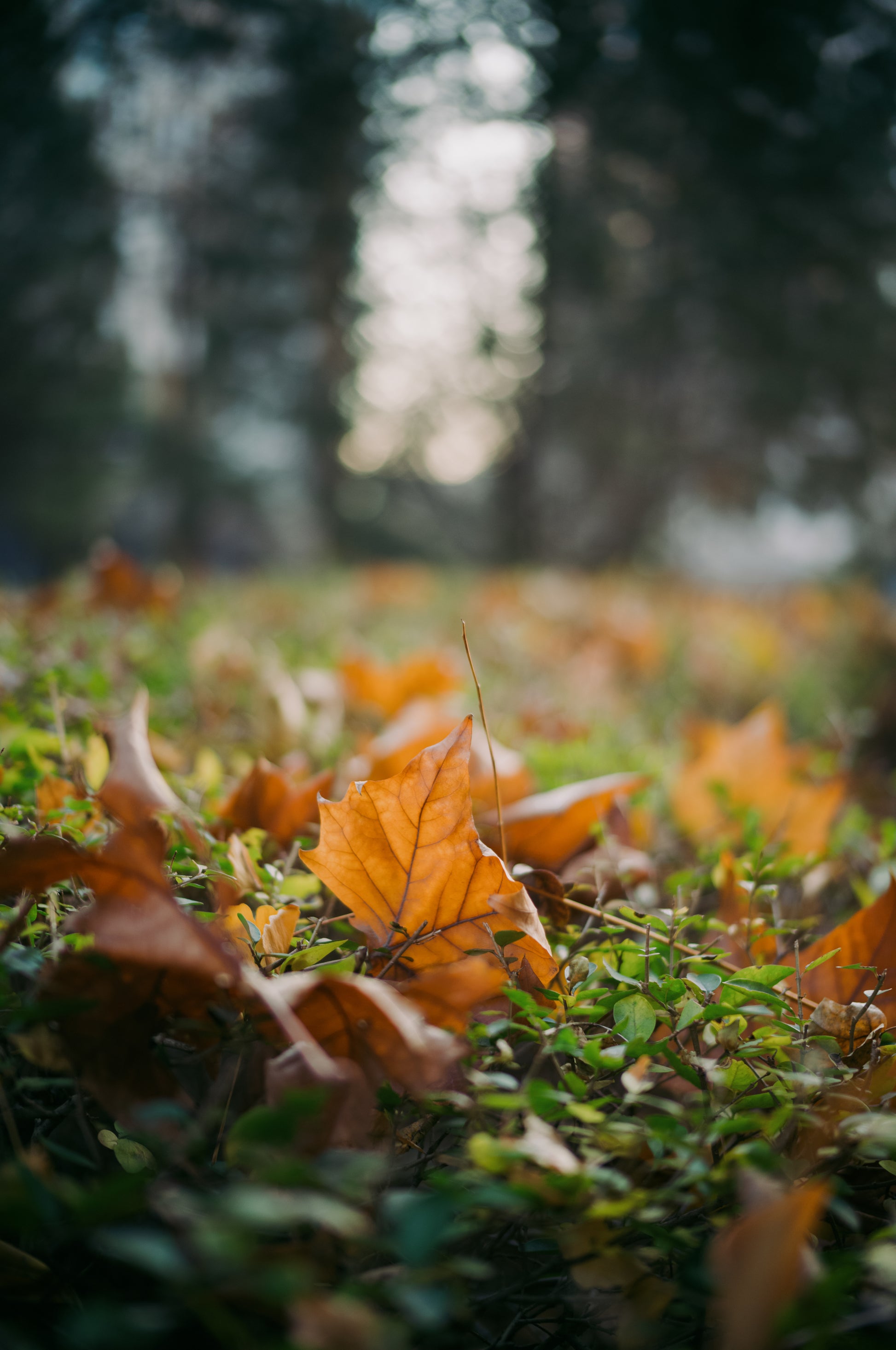 Light Lens Lab 35mm f/1.4 Aspherical  Light Lens Lab 11873 lens  35mm f/1.4 Aspherical Leica M mount, Light Lens Lab 35mm f/1.4 lens preorder  Light Lens Lab 35mm f/1.4 release date  Best 35mm lens for Leica M cameras  35mm f/1.4 aspherical optical design  Double aspherical 35mm lens, Light Lens Lab lenses  Light Lens Lab official site  Light Lens Lab optics  Light Lens Lab Leica M lenses  Light Lens Lab camera lenses, M-mount lenses  Rangefinder camera lenses  Leica M compatible lenses  Vintage-style M mou