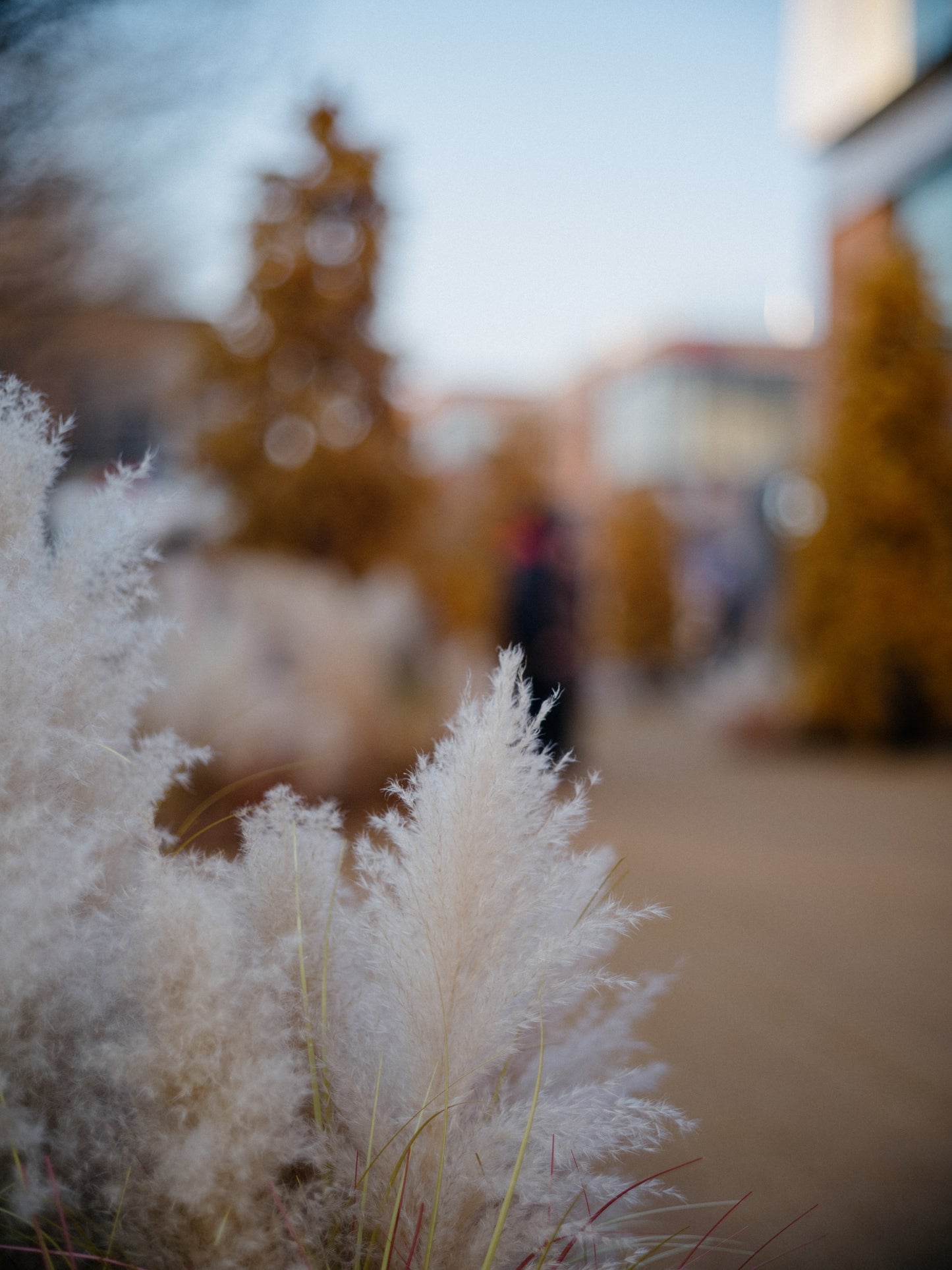 Light Lens Lab 75mm, Light Lens Lab 75mm f/2, Light Lens Lab SPII, Light Lens Lab 75mm f/2 SPII, Light Lens Lab 75 SPII. Light Lens Lab 75mm, 75mm lens, 75mm Leica, Leica M, Leica Camera, Leica lenses, Leica 75mm lenses.