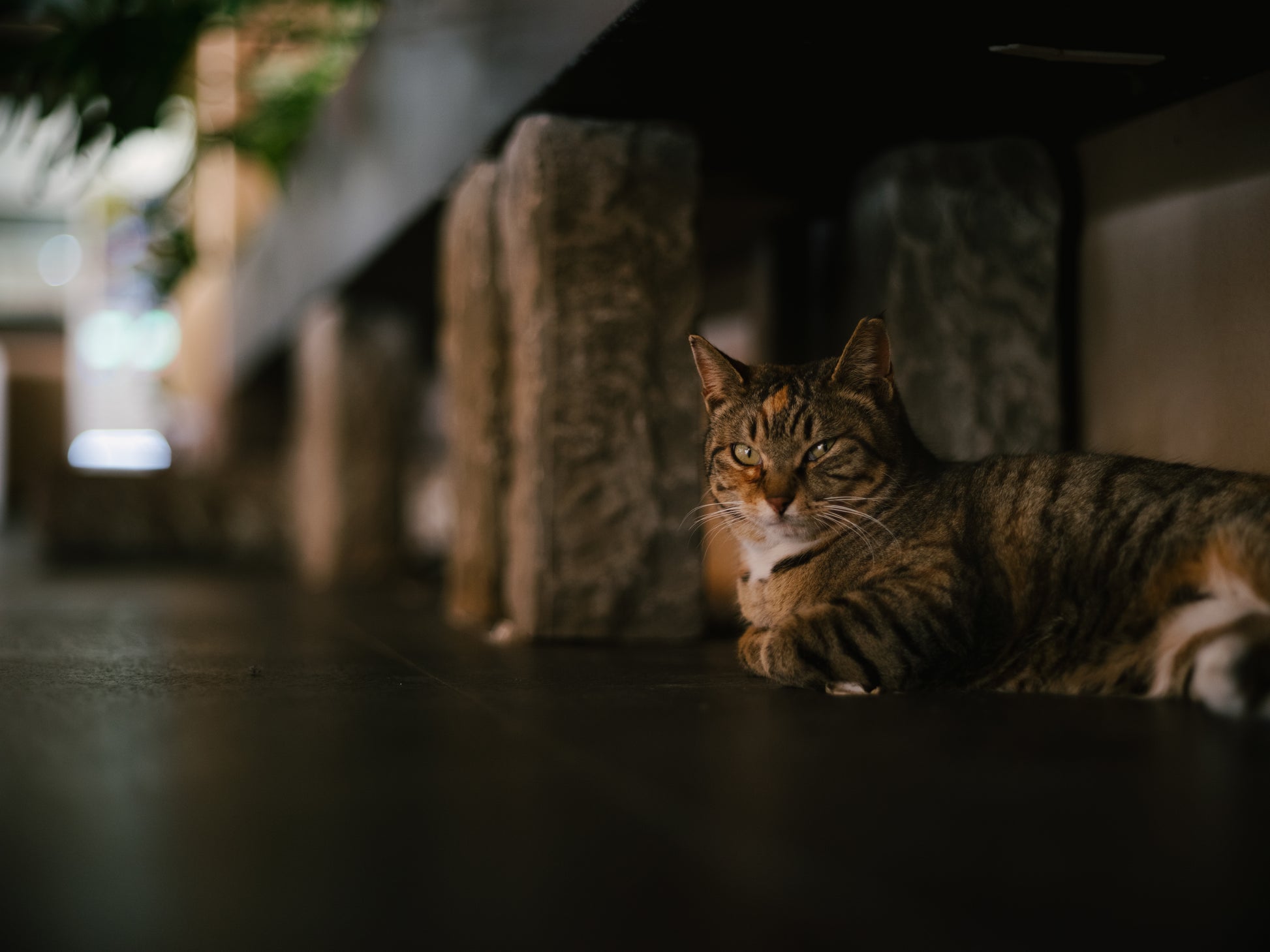 Light Lens Lab 75mm, Light Lens Lab 75mm f/2, Light Lens Lab SPII, Light Lens Lab 75mm f/2 SPII, Light Lens Lab 75 SPII. Light Lens Lab 75mm, 75mm lens, 75mm Leica, Leica M, Leica Camera, Leica lenses, Leica 75mm lenses.