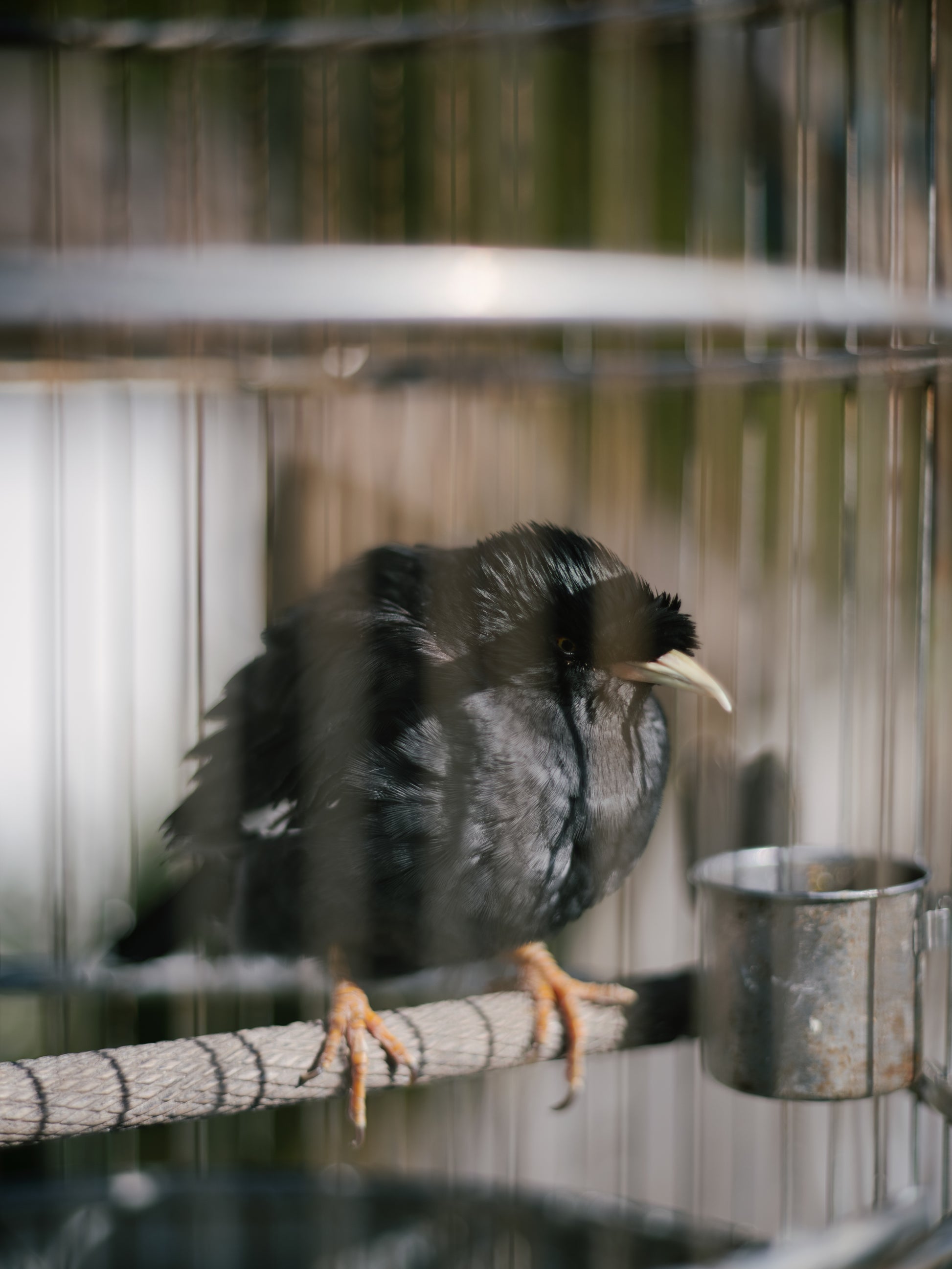 Light Lens Lab 75mm, Light Lens Lab 75mm f/2, Light Lens Lab SPII, Light Lens Lab 75mm f/2 SPII, Light Lens Lab 75 SPII. Light Lens Lab 75mm, 75mm lens, 75mm Leica, Leica M, Leica Camera, Leica lenses, Leica 75mm lenses.