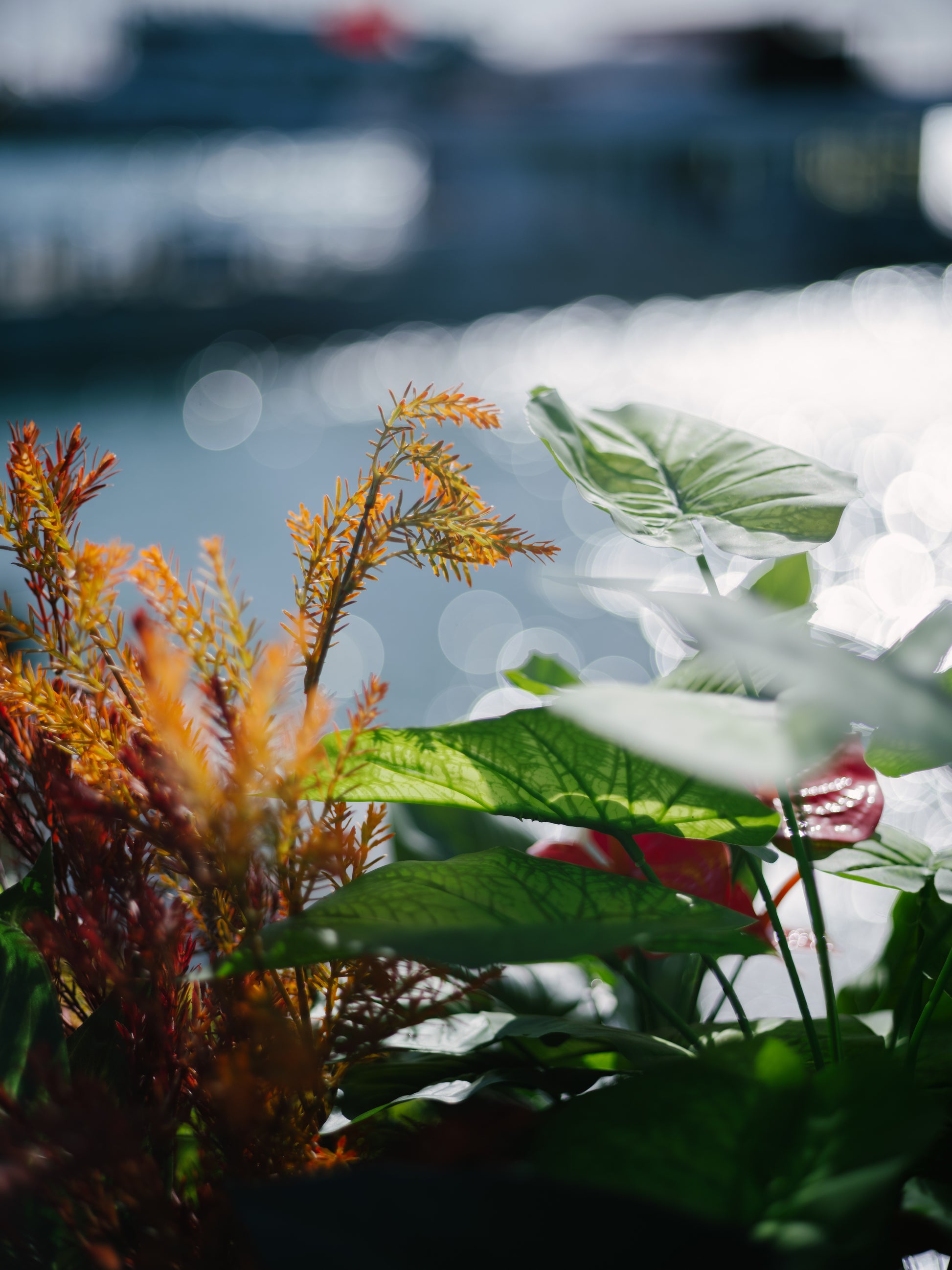 Light Lens Lab 75mm, Light Lens Lab 75mm f/2, Light Lens Lab SPII, Light Lens Lab 75mm f/2 SPII, Light Lens Lab 75 SPII. Light Lens Lab 75mm, 75mm lens, 75mm Leica, Leica M, Leica Camera, Leica lenses, Leica 75mm lenses.