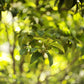 Light Lens Lab 50mm f/1.9
Rigid Super Six lens
Light Lens Lab Super Six
50mm f/1.9 Leica M mount lens
Leica M mount 50mm lens
50mm f1.9 lens Leica M
vintage 50mm lens Leica M
manual focus 50mm lens M mount
film look
cinematic look
vintage rendering
character lens
classic look
analog feel digital
Leica style lens
retro optics
Leica M mount 50mm lens
vintage lens rendering
film look lens
Light Lens Lab 50mm f/1.9
Leica 50mm alternative
double Gauss 50mm lens
vintage lens rendering
classic lens bokeh
film look