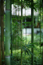 Taken at f/1.2